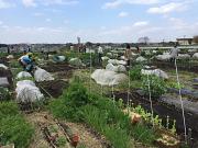 マイファーム宝塚山本農園のアルバイト写真1