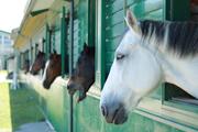 ヴィテン乗馬クラブ・クレイン金沢のアルバイト小写真2