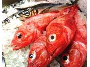 魚菜料理 青柚子 秋葉原店のアルバイト小写真1
