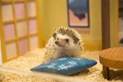 チクチクカフェのアルバイト写真(メイン)
