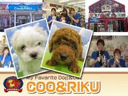 COO&RIKU 豊島店のパート求人