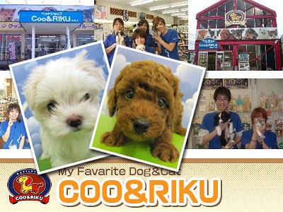 COO&RIKU 豊島店の大写真