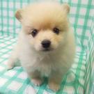 ペットハウスプーキー アルコ半田店のアルバイト写真(メイン)