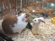 ペットハウスプーキー アルコ半田店のアルバイト小写真2
