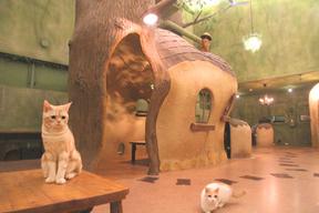 Cat Cafe てまりのおうちのアルバイト写真