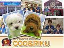 COO&RIKU ���{��X�̃A���o�C�g