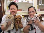ペットのコジマ 中野店のパート求人