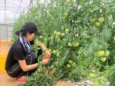 マイファーム沖縄農場のバイト求人情報 X シフトワークス