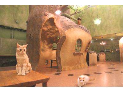 Cat Cafe てまりのおうちのアルバイト バイト求人情報 マッハバイトでアルバイト探し