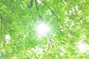 神奈川県立三ツ池公園周辺から通える保育園 保育士【社員】(23029)のアルバイト写真2